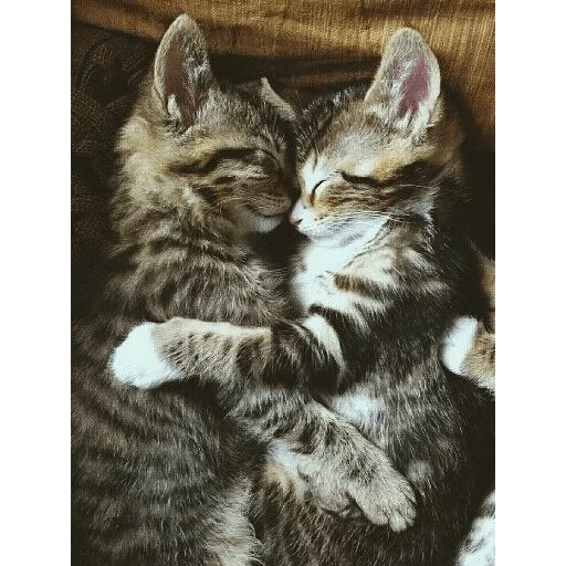 ANIMAIS ENGRAÇADOS 15
