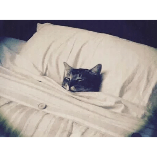 ANIMAIS ENGRAÇADOS 16
