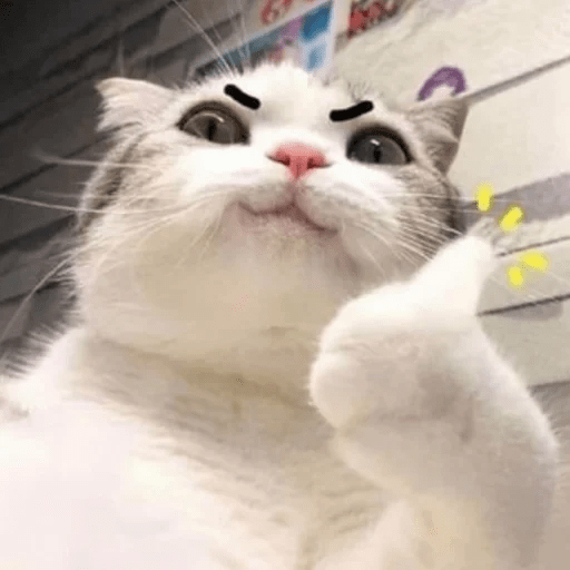 ANIMAIS ENGRAÇADOS 17