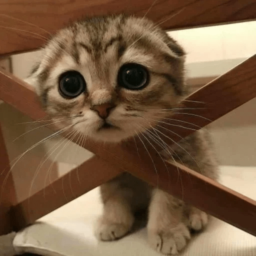 ANIMAIS ENGRAÇADOS 20