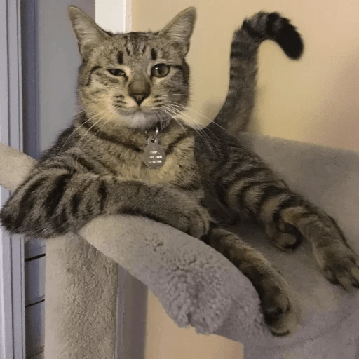 ANIMAIS ENGRAÇADOS 22