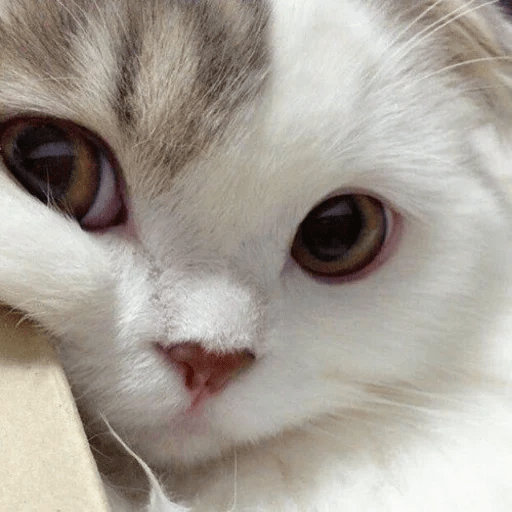 ANIMAIS ENGRAÇADOS 21