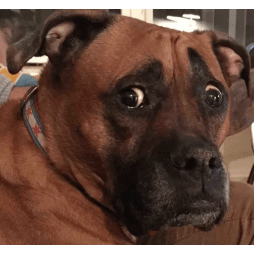 ANIMAIS ENGRAÇADOS 24