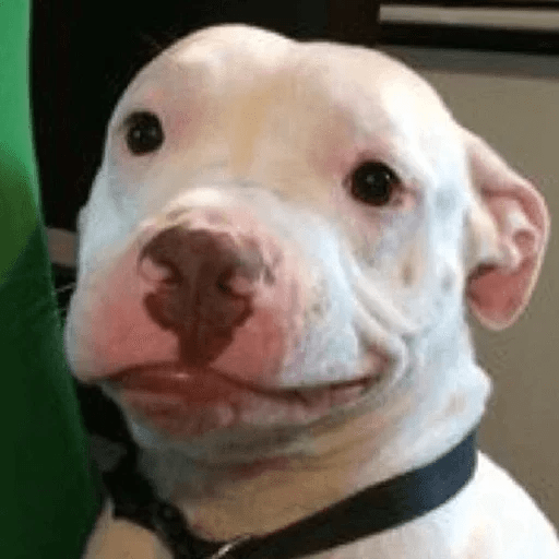 ANIMAIS ENGRAÇADOS 25