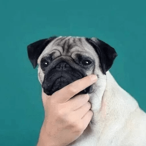 ANIMAIS ENGRAÇADOS 26