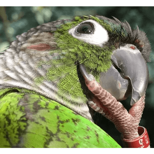 ANIMAIS ENGRAÇADOS 27