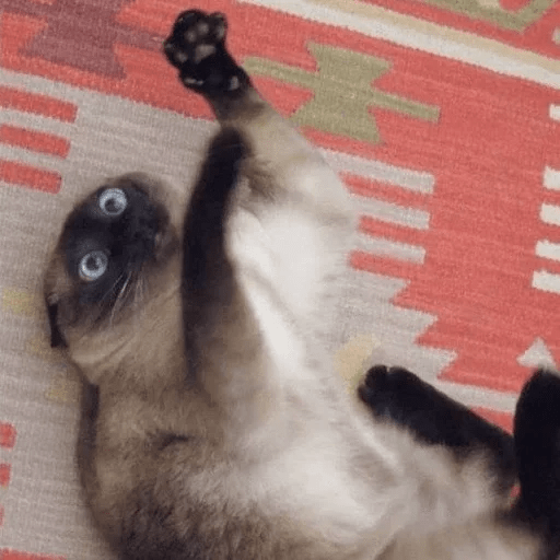 ANIMAIS ENGRAÇADOS 28