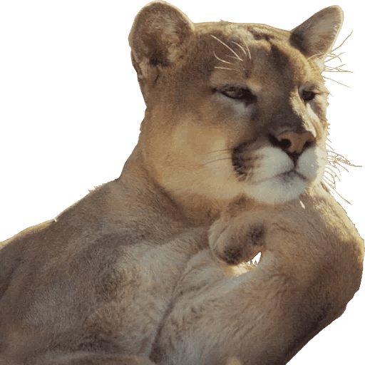 ANIMAIS ENGRAÇADOS 29