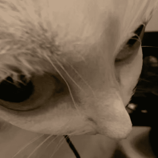 😸 Te lo digo con un gato 😸 12