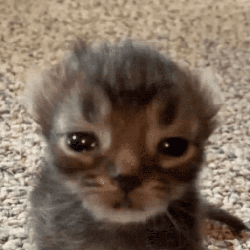 😸 Te lo digo con un gato 😸 11