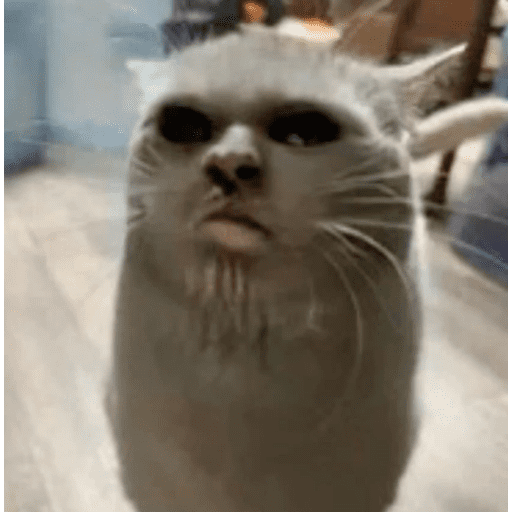 😸 Te lo digo con un gato 😸 10