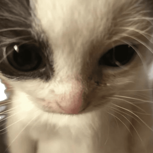 😸 Te lo digo con un gato 😸 8