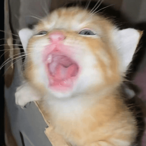 😸 Te lo digo con un gato 😸 7