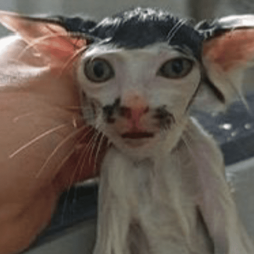 😸 Te lo digo con un gato 😸 14