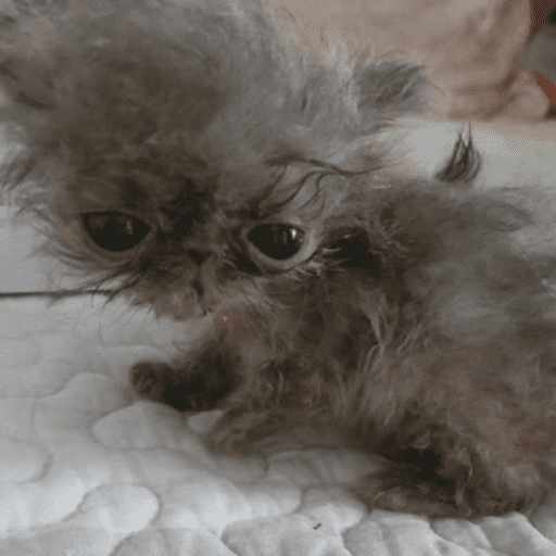 😸 Te lo digo con un gato 😸 9