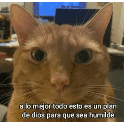 😺 DECILO CON UN GATO 😺