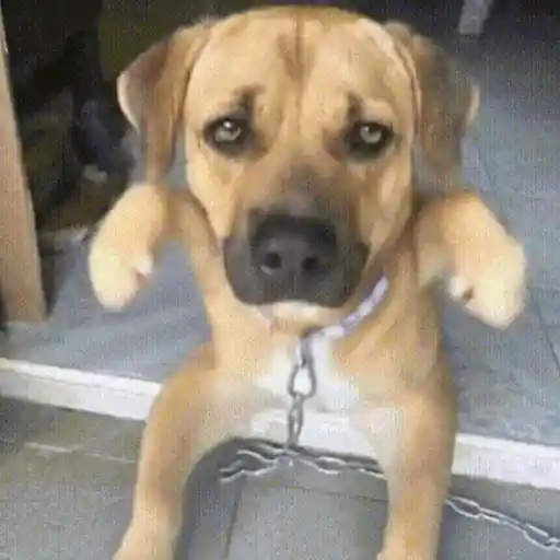 🐶 PERROS PA' REACCIONAR 2 🐾
