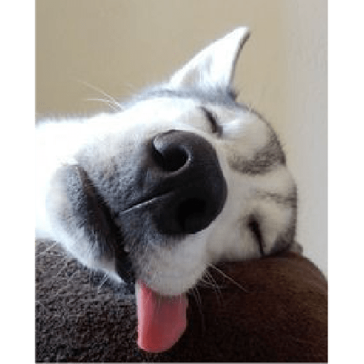 Husky