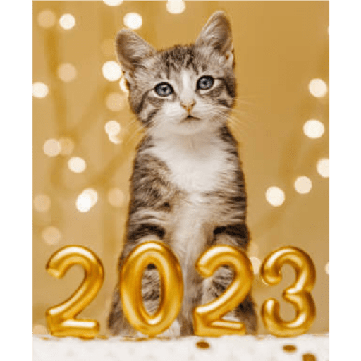 2023!🐱 2