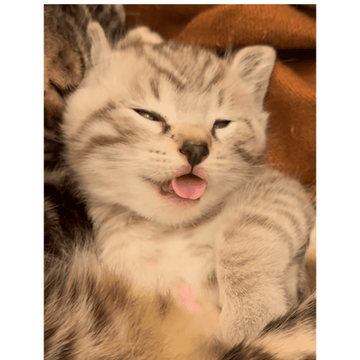 Gato 9