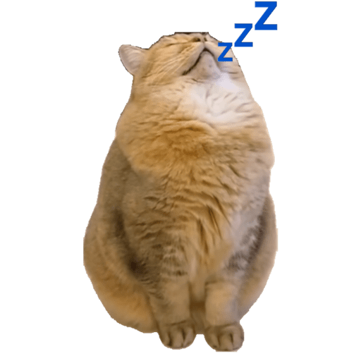 Gato 3