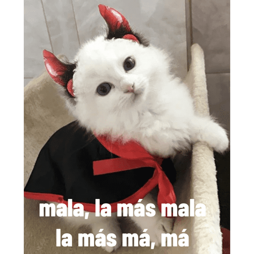 Gato 4