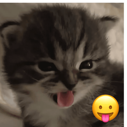 Gato 5