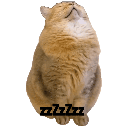 Gato 2