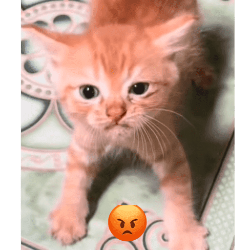 Gato 7