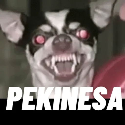 Pinkycerebro  6