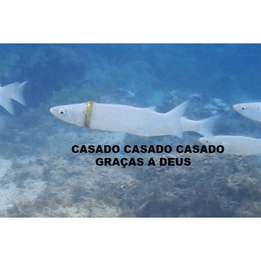  IASFO e seus amigos 9