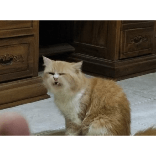 Meme 8
