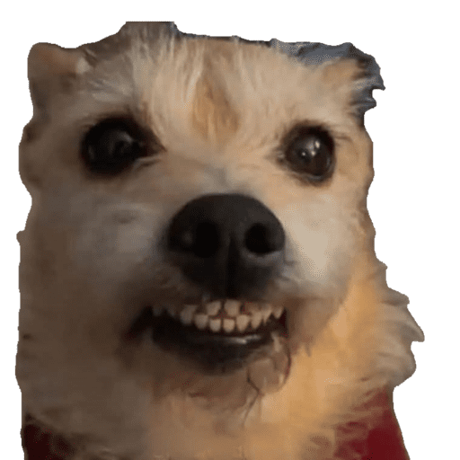 PERRITOS KJ 21