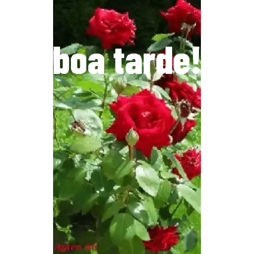 Novo pacote 1