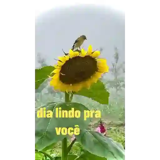 Novo pacote 2