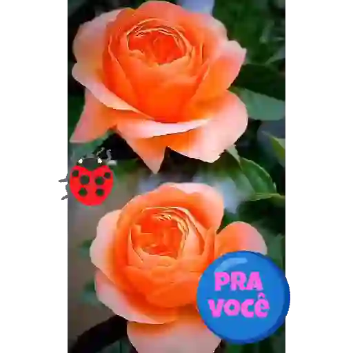 Novo pacote 8