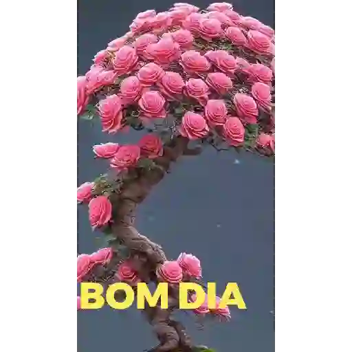Novo pacote 4