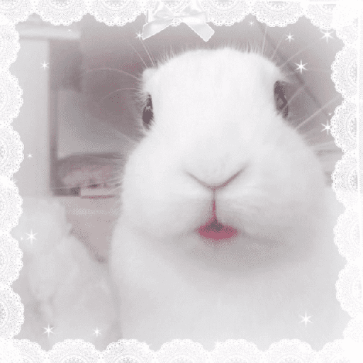 Conejitos  🎀 9