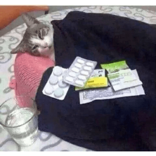 Gatitos 🎀 9