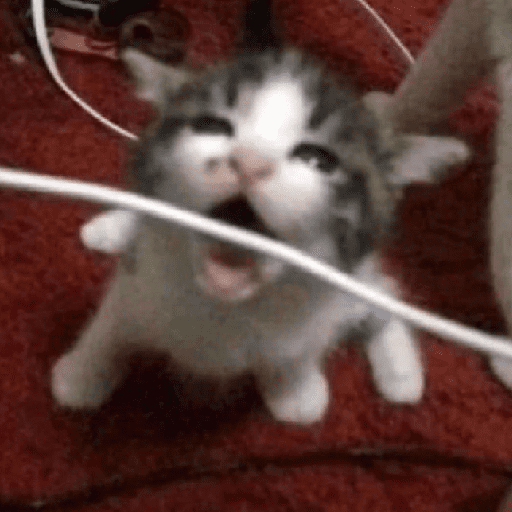 Gatitos 🎀 1
