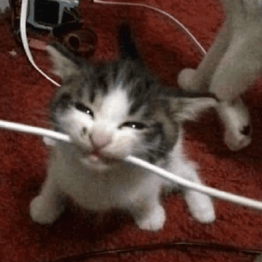 Gatitos 🎀 2