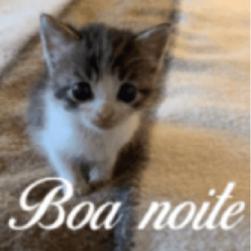 Gatitos 🎀 5