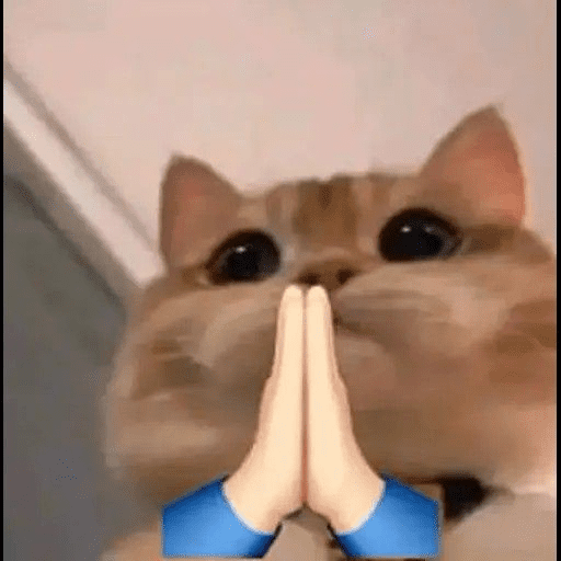 Gatitos 🎀 6
