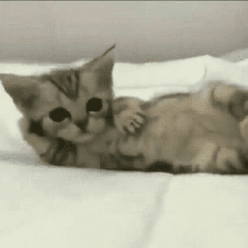 Gatitos 🎀 11