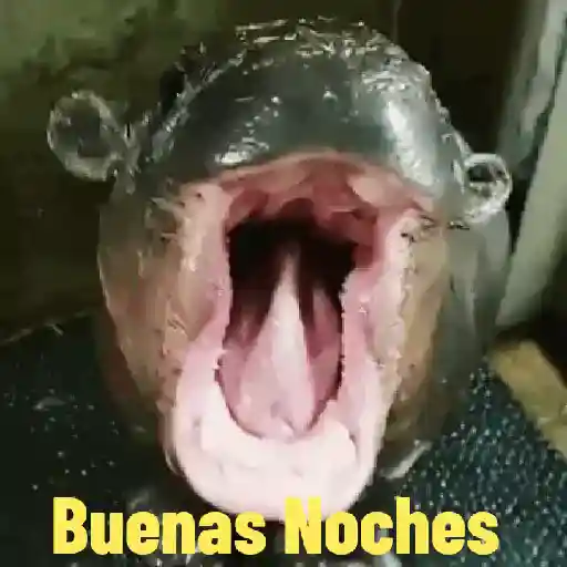 MaMior MalaPalabra 9