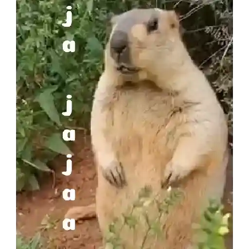 MaMior MalaPalabra 19