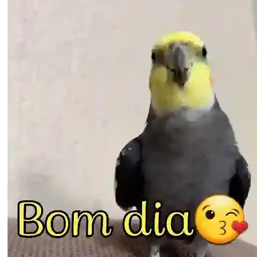Natal 8