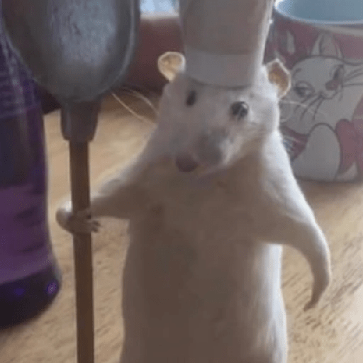 😎 Animales DIVERTIDOS 1 💯😎 6