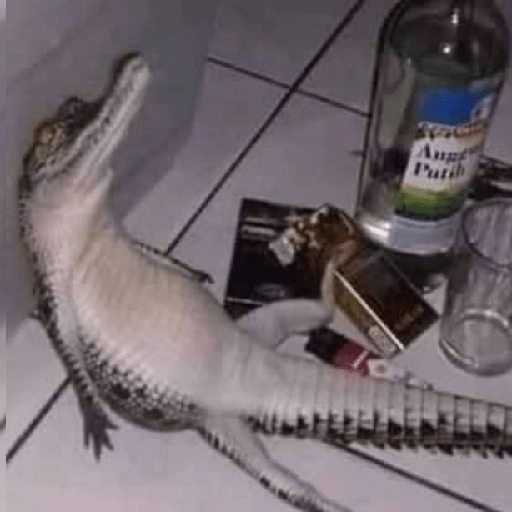 😎 Animales DIVERTIDOS 1 💯😎 8