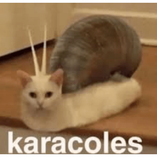 🍃Gatitos para CHAT 💬😼 1 2